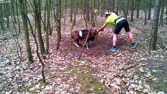 Спасли рогатого барана - смотреть видео (2:22)