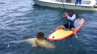 Клюнул окунь-гигант - смотреть видео (1:27)