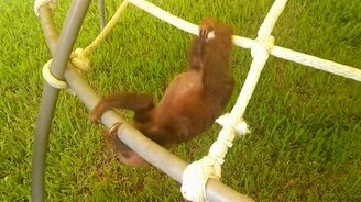 Смешной детёныш ленивца - смотреть видео (2:10)