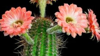 Кактусы распускаются - смотреть видео (4:24)