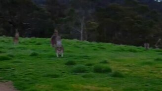 Кенгуру-апокалипсис - смотреть видео (0:55)