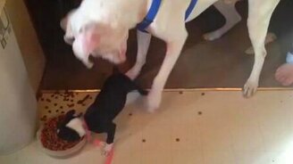 Жадный чертёнок - смотреть видео (0:30)