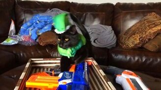 Питомцы, не терпящие на себе одежды - смотреть видео (1:14)