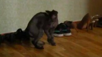 Стриженый кот играет с хвостом - смотреть видео (1:38)