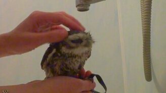 Купание совёнка - смотреть видео (1:35)