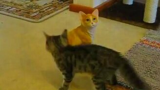 Котёнок против неживого врага - смотреть видео (1:02)