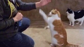 Кошки и коты дают пять - смотреть видео (2:20)