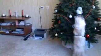 Кошка и новогодняя ёлка - смотреть видео (2:09)