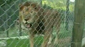 Льва выпустили из клетки - смотреть видео (2:24)