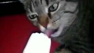 Завис на мгновенье от мороженого - смотреть видео (0:18)