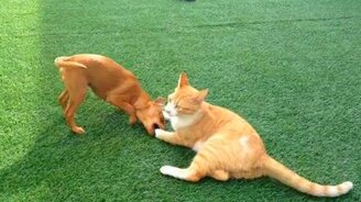 Котяра против собачонки - смотреть видео (1:18)