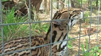 Красивый хищник в клетке - смотреть видео (0:57)