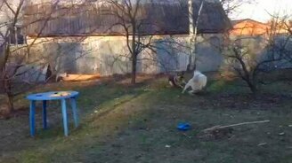 Собака загоняла собаку - смотреть видео (2:53)
