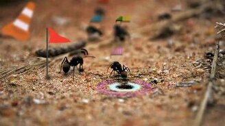 Муравьиная жизнь как игра - смотреть видео (1:36)