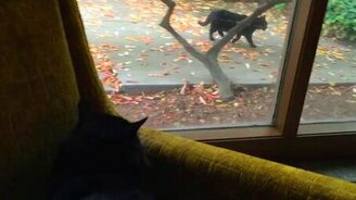 Когда нравится кошечка... - смотреть видео (0:52)