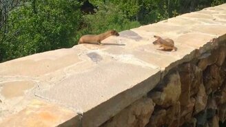 Как горностаи забор преодолевали - смотреть видео (1:12)