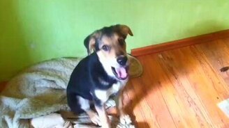 Будни домашнего пса - смотреть видео (5:15)