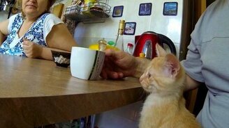 Котёнок - капитан Флинт - смотреть видео (2:25)