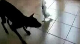 Пёс и попугай - смотреть видео (0:30)