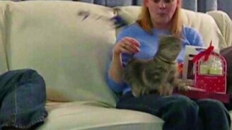 Кошки, которые шокированы и испуганы - смотреть видео (1:32)