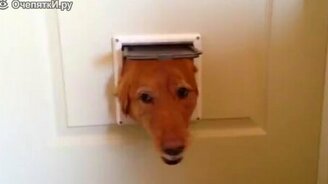 А нам вкусняшку? - смотреть видео (0:33)