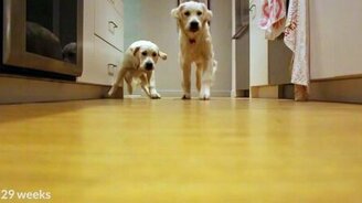 Как взрослеют щенята - смотреть видео (1:37)