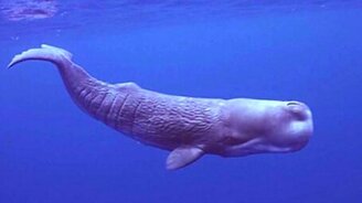 Неожиданные способы обороны у зверей - смотреть видео (4:19)