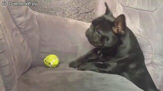 Самые забавные собаки в сборнике - смотреть видео (2:17)