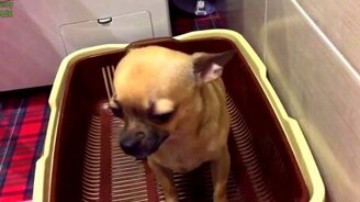 Собачьи забавности - смотреть видео (4:55)