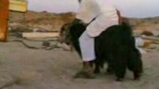 Верхом на козле - смотреть видео (0:16)