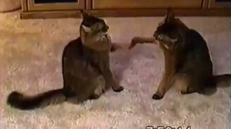 Упрямые кошачьи ладушки - смотреть видео (0:21)