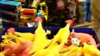 Куриный хор в магазине - смотреть видео (0:11)