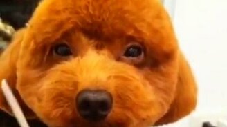 Милашка на стрижке - смотреть видео (0:24)