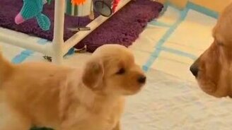 Щенок играет с мамкой - смотреть видео (0:13)