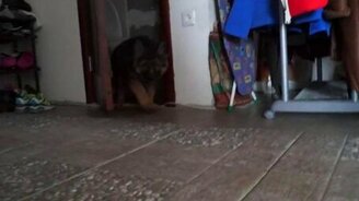 Овчарёнок против джинсов - смотреть видео (1:26)