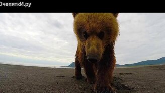 Медвежья пощёчина - смотреть видео (0:43)