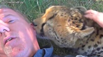 Дружба с гепардом - смотреть видео (0:33)