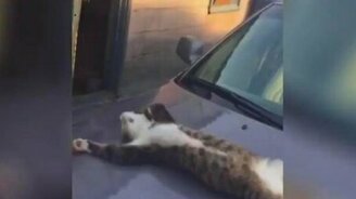 Котяра спит на капоте - смотреть видео (0:22)