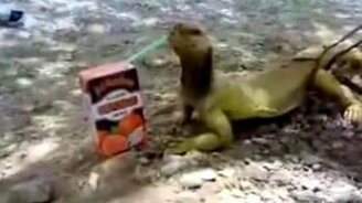 Экзотический водохлёб - смотреть видео (0:20)