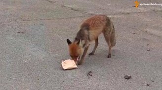 Умный лис из Чернобыля - смотреть видео (1:36)