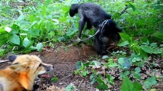 Лисы копают норы - смотреть видео (2:52)