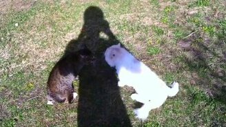 Коты отношения выясняют - смотреть видео (3:10)