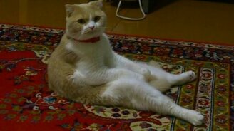 Как сидит Элвис - смотреть видео (0:27)