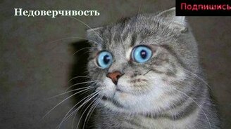 Позитив с домашними любимцами - смотреть видео (1:38)