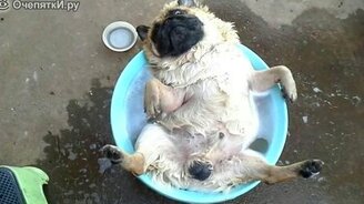 Мопсы под весёлую озвучку - смотреть видео (2:23)