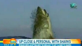 Акула, шокировавшая всех - смотреть видео (0:37)