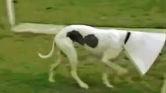 Как заполучить всю еду - смотреть видео (0:06)