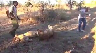 Большая кошка чихнула - смотреть видео (0:10)