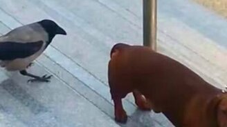 Такса против вороны - смотреть видео (2:36)