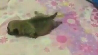 Смешно щенок ползёт - смотреть видео (0:17)